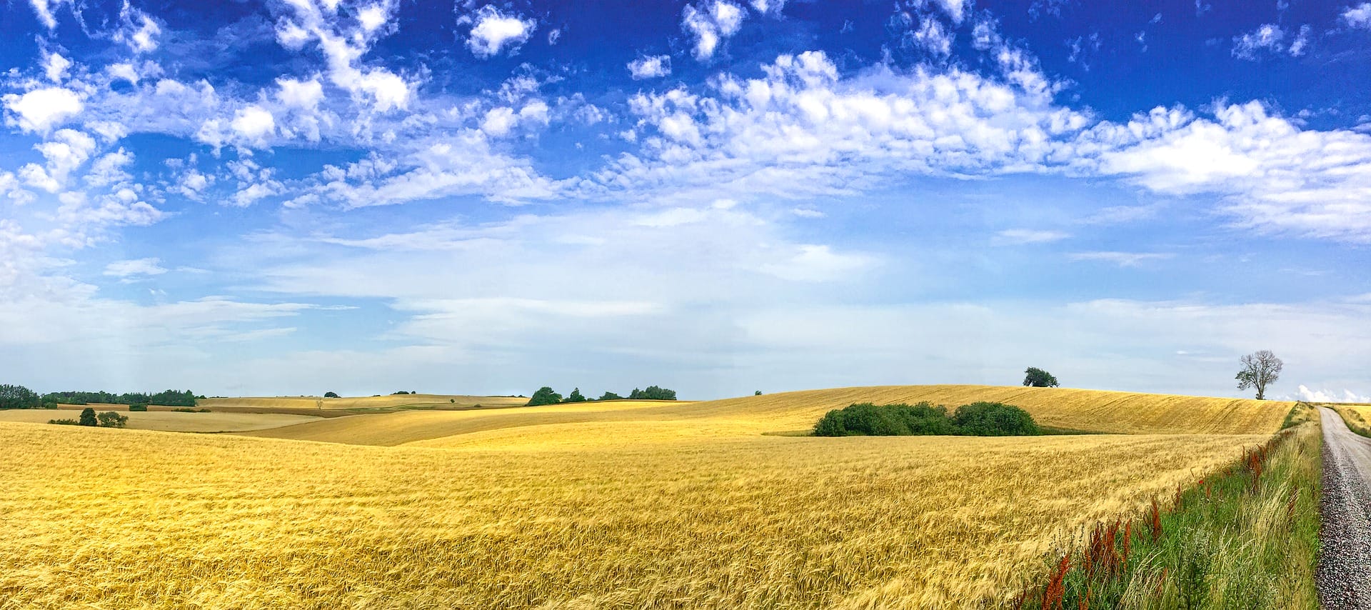 harvest 5495788 1920