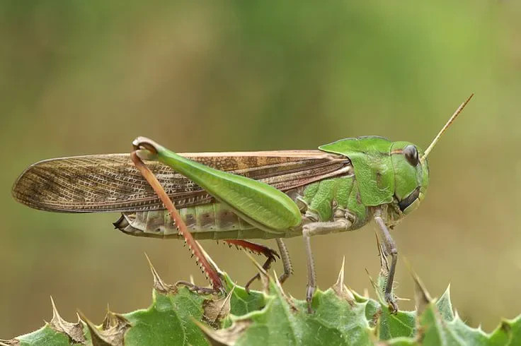 sarana